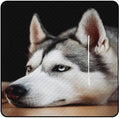 Husky Dog Beach Blanket Outdoor Packable Picnic Blanket with Zipper Folds Into Tote Bag Waterproof Picnic Mat Portable Beach Mat for Camping Hiking Festivals