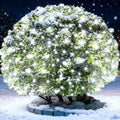6Ftx4Ft LED Christmas Net Lights Green WireConnectable UL Certified Waterptoof Net Lights for Bushes Trees Shurb Garden Outdoor Christmas Decorations (White)